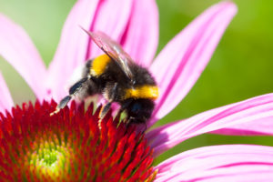 Purpur-Sonnenhut mit einer Hummel Purpur-Sonnenhut mit einer Hummel